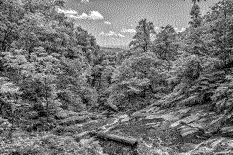 Dithered photograph of a dense forest canopy