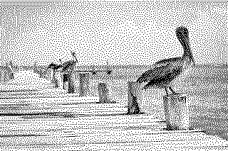 Dithered photograph of a pelican on a pier